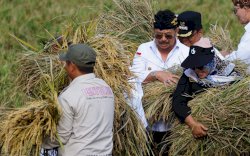 Panen Padi Kabupaten Bekasi Meningkat Tiga Persen, Sangga Jabar dan DKI Jakarta