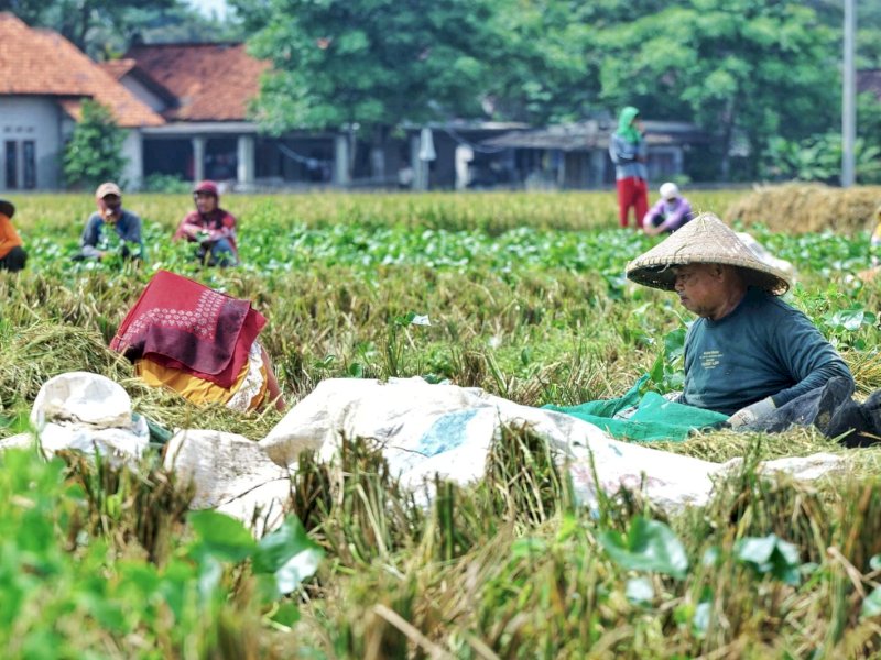 Panen Padi di Kabupaten Bekasi Melimpah, Ini Pesan dan Harapan Petani