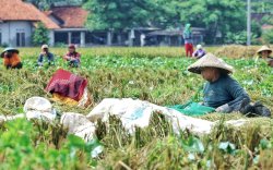 Panen Padi di Kabupaten Bekasi Melimpah, Ini Pesan dan Harapan Petani