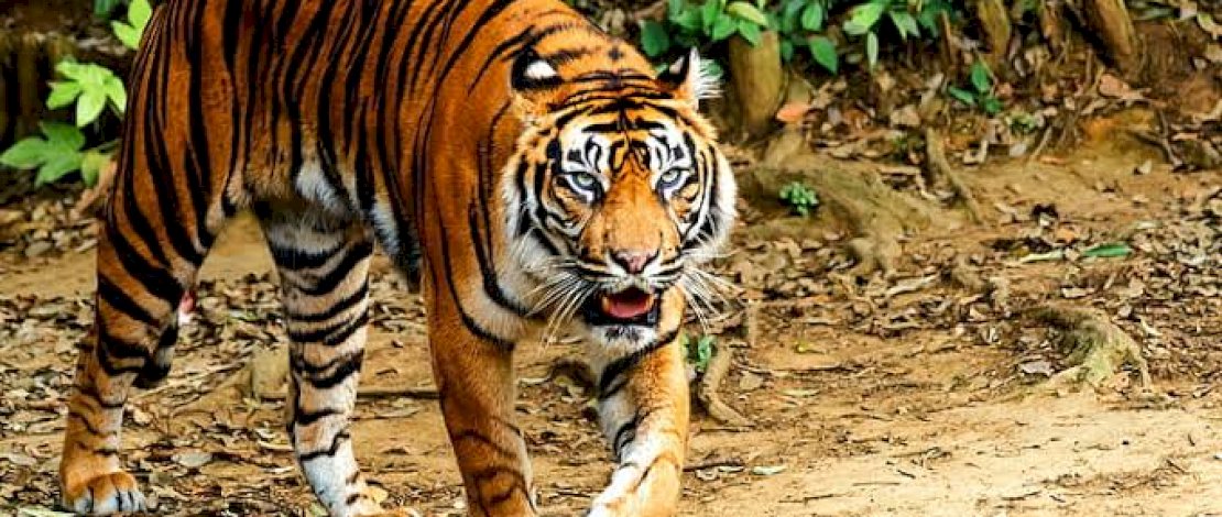 Peneliti Sebut Harimau Sumatera Tak Takut Lagi Pada Manusia Peneliti Sebut Harimau Sumatera Tak Takut Lagi Pada Manusia