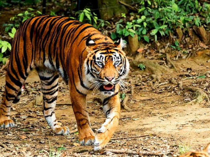 Peneliti Sebut Harimau Sumatera Tak Takut Lagi Pada Manusia