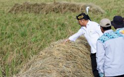 Meski di Era Krisis, Sektor Pertanian Tumbuh 2,25 Persen