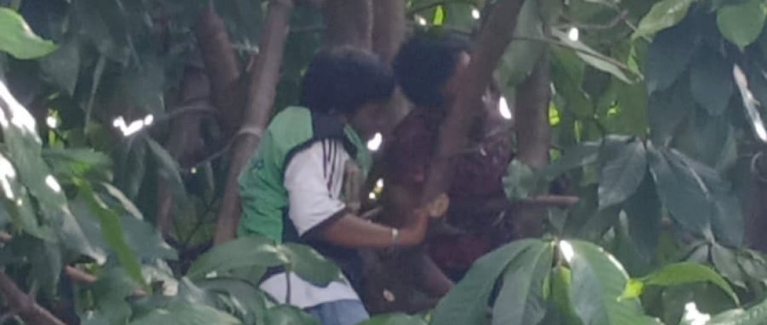 Pria di Makassar Tersengat Listrik saat Panjat Pohon, Begini Kondisinya... 