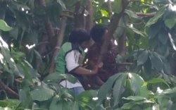 Pria di Makassar Tersengat Listrik saat Panjat Pohon, Begini Kondisinya... 