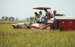 Panen Raya Padi di Banten, Mentan SYL: Ketersediaan Beras Aman