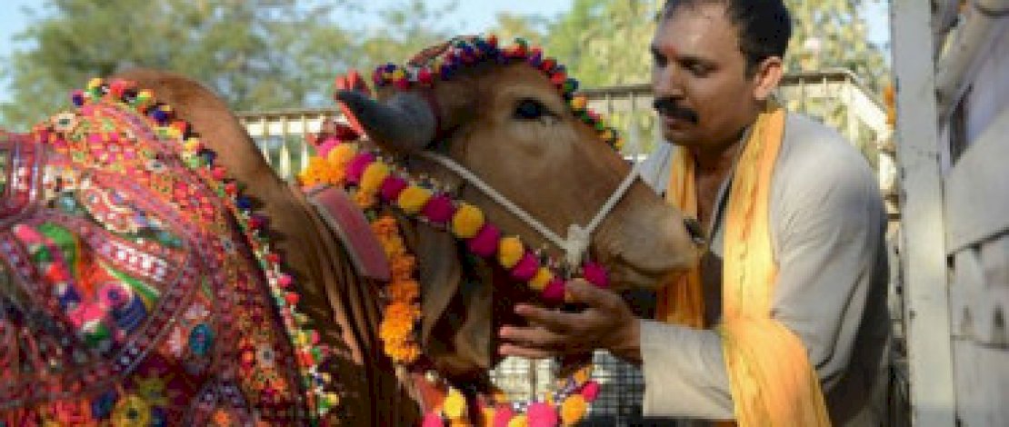 Dianggap Haram, Pemerintah India Ganti Hari Valentine dengan 'Hari Peluk Sapi' Dianggap Haram, Pemerintah India Ganti Hari Valentine dengan 'Hari Peluk Sapi'