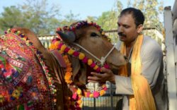 Dianggap Haram, Pemerintah India Ganti Hari Valentine dengan 'Hari Peluk Sapi' 