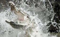 Buaya 2 Meter Muncul Lagi di Pemukiman Warga, Kepala Desa di Bone Nyaris Digigit