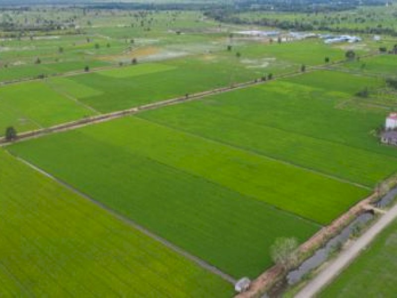 Food Estate Kalteng Diperkuat Kelembagaan dan Hilirisasi Pertanian