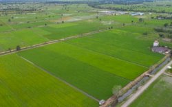 Food Estate Kalteng Diperkuat Kelembagaan dan Hilirisasi Pertanian