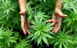 Polisi Gerebek Ladang Ganja di Desa Bontojai Kab Bone