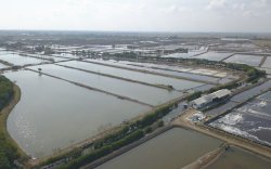 Banjir Rendam Kampung Lele di Boyolali, 5 Ton Ikan  Lepas dari Tambak