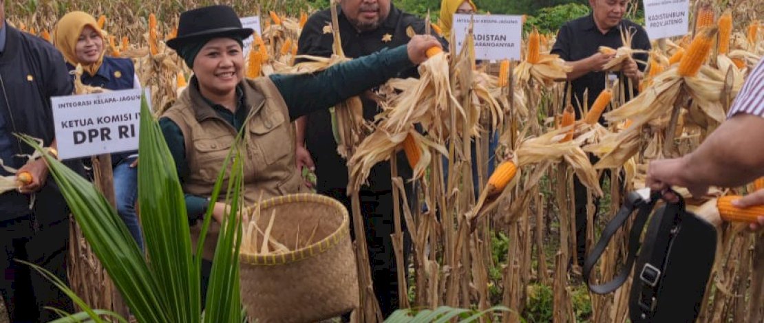 Ketua Komisi IV DPR RI, Sudin didampingi Dirjen Perkebunan Kementan, Andi Nur Alam Syah dan Bupati Karanganyar, meninjau salah satu lokasi tanam integrasi Kelapa Genjah dengan jagung di Bukit Sosogan, Kabupaten Karanganyar, Sabtu, 18 Februari 2023.