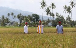 Jadi Wilayah Surplus Beras Nasional, Mentan SYL Dorong Sulteng Perluas Area Tanam