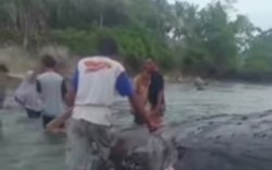Bangkai Paus Ditemukan Terdampar di Pesisir Sulteng