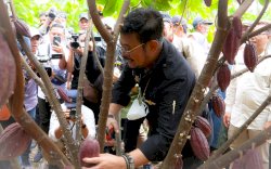 Dari Sultra, Mentan SYL Tekankan Pengembangan dan Hilirisasi Kakao