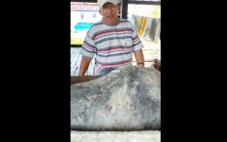 Heboh, Nelayan di Barru Temukan Benda Mirip Muntahan Paus 60 Kg, Harganya Menggiurkan