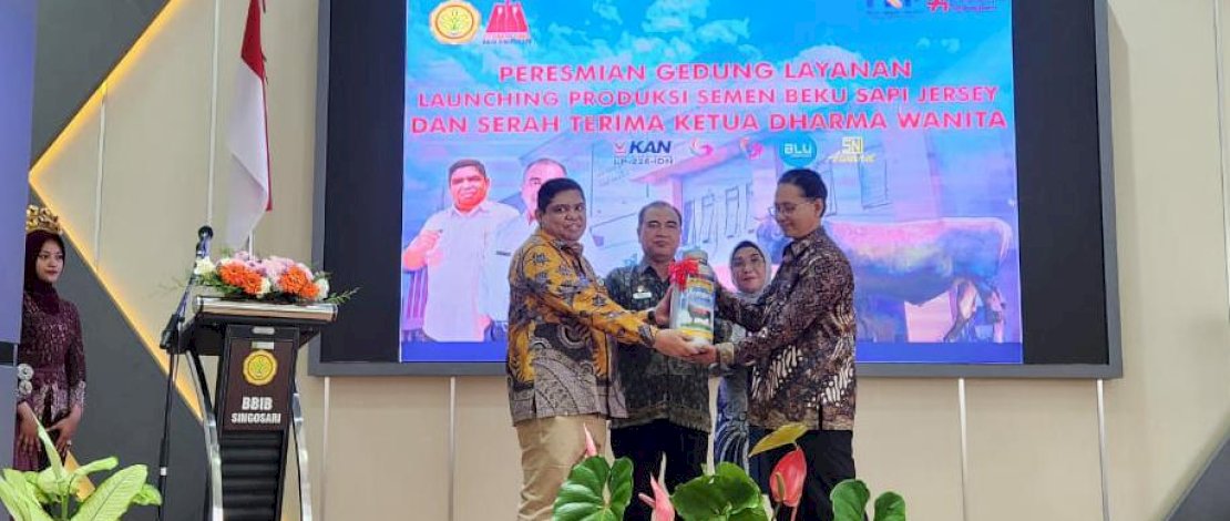 Direktur Jenderal PKH Kementan, Nasrullah, saat melakukan lauching Sapi Jersey di Balai Besar Inseminasi Buatan (BBIB) Singosari, Jumat, 24 Februari 2023.
