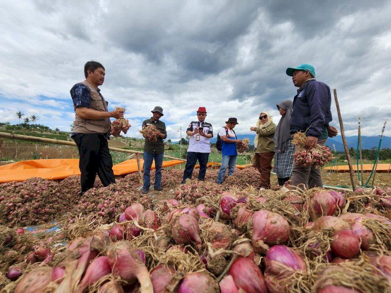 Panen Ribuan Ton Bawang Merah, Enrekang Suplai Jawa, Kalimantan dan Papua