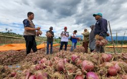 Panen Ribuan Ton Bawang Merah, Enrekang Suplai Jawa, Kalimantan dan Papua