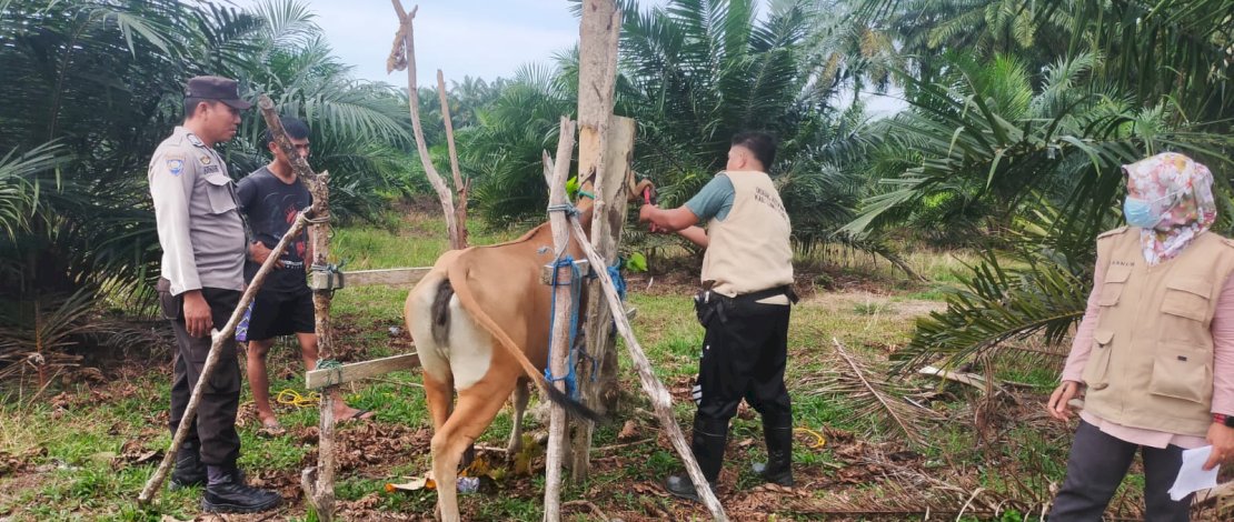 Bupati Luwu Utara, Indah Putri Indriani, mengeluarkan Surat Edaran (SE) Pencegahan Penularan Penyakit Jembrana pada Ternak Sapi Bali.