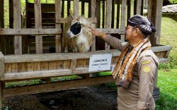 Kementan Dorong Setiap Daerah Kembangkan Model Closed-Loop Peternakan Kambing Domba