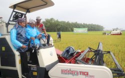 Panen Raya Padi di Lamongan Capai 7,3 Ton Perhektar
