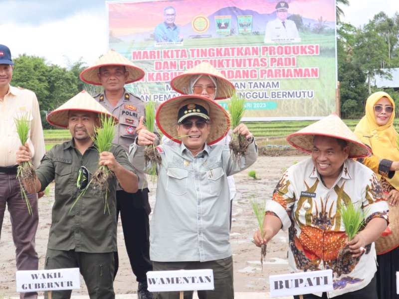 Wamentan Tanam Padi dan Panen Jagung di Padang Pariaman