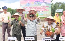 Wamentan Tanam Padi dan Panen Jagung di Padang Pariaman