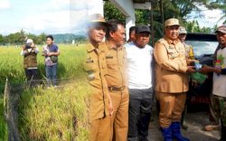 Bupati Maros Tinjau Kondisi Sawah Petani yang Gagal Panen Akibat Hama Burung Pipit