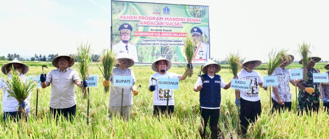 Gubernur Sulawesi Selatan (Sulsel), Andi Sudirman Sulaiman, melakukan panen padi melalui benih program Mandiri Benih, di Desa Palakka, Kecamatan Kahu, Kabupaten Bone, Kamis, 9 Maret 2023.