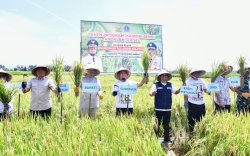 Disupport Mandiri Benih Andalan, Panen di Desa Palakka Bone Meningkat 6 Ton Per Hektar