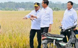 Presiden Jokowi Panen Bersama Mentan SYL di Kebumen