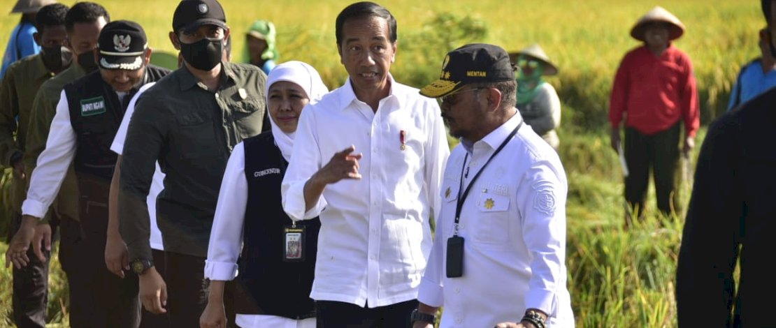 Presiden Jokowi didampingi Menteri Pertanian Syahrul Yasin Limpo melakukan panen raya padi di Kabupaten Ngawi, Sabtu, 11 Maret 2023.