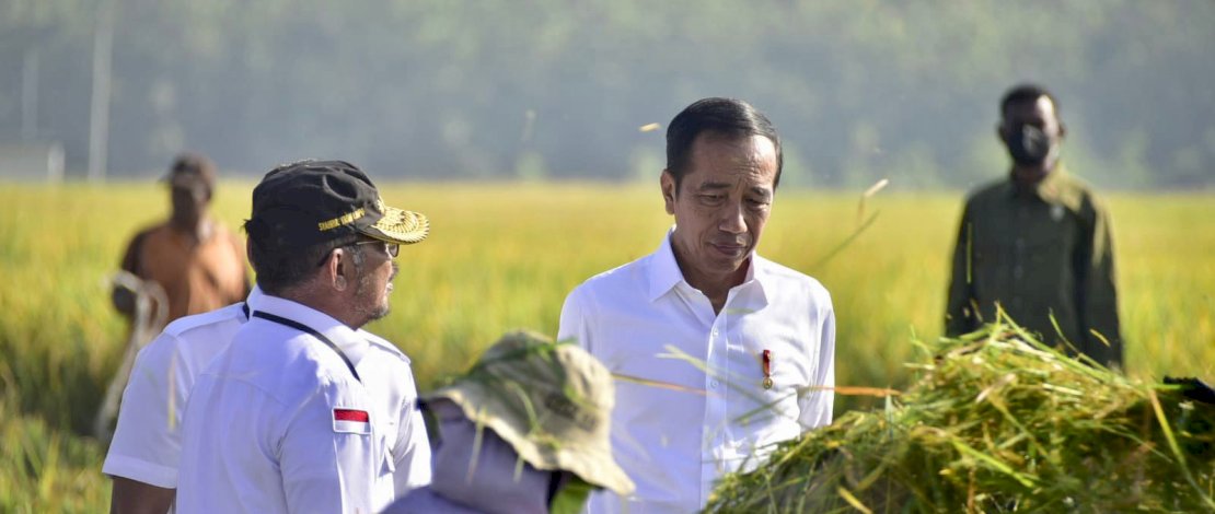Presiden Joko Widodo didampingi Menteri Pertanian, Syahrul Yasin Limpo melanjutkan peninjauan panen di Kabupaten Ngawi, Provinsi Jawa Timur (Jatim), Sabtu, 11 Maret 2023.