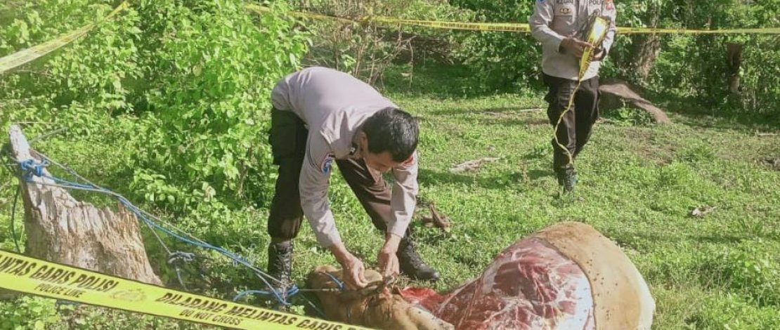Polisi menemukan sapi milik warga yang dicuri dalam kondisi sudah dipotong. Polisi menemukan sapi milik warga yang dicuri dalam kondisi sudah dipotong.