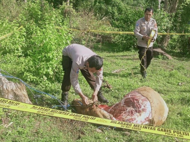 Dua Sapi Milik Guru di Bone Dicuri Lalu Dipotong