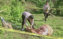 Dua Sapi Milik Guru di Bone Dicuri Lalu Dipotong