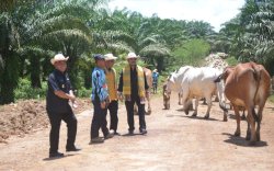 Mentan SYL Launching Integrasi Sapi - Sawit