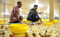 Peternakan Ayam Modern Terbesar di Indonesia Hadir di Sulsel