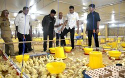 Mentan SYL Terapkan Role Model Penerapan Sistem Hulu - Hilir Ayam Broiler di Gowa