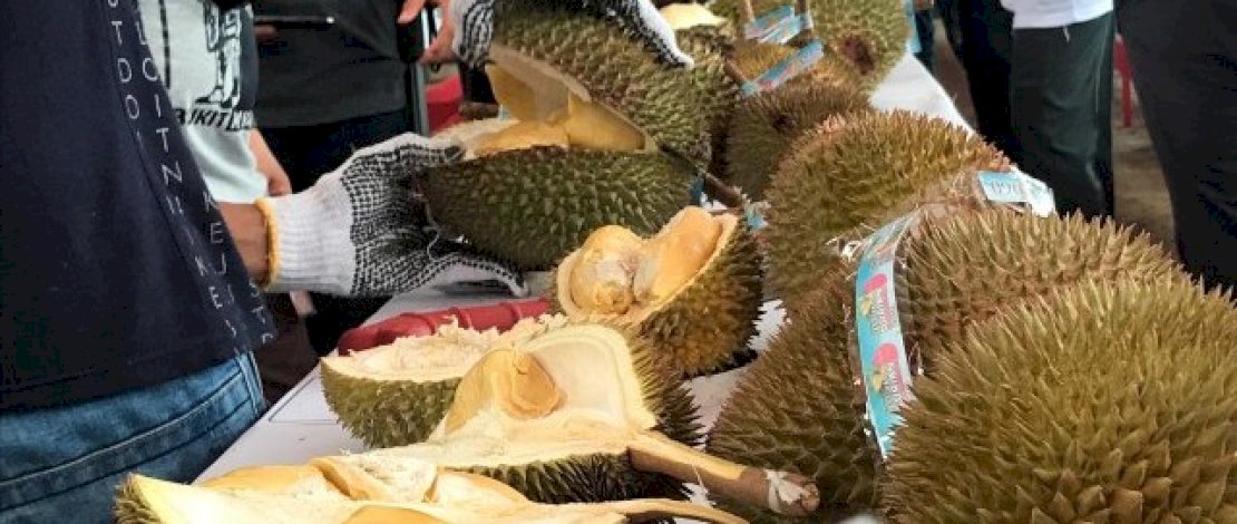 Kontes Buah Durian Warnai Event Pesona Luwu Utara, Masamba Affair Festival 2023