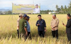 Usai Panen Raya, Mentan SYL Dorong Petani di Pinrang Segera Percepat Masa Tanam