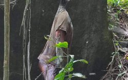 Mayat Laki-laki Ditemukan Membusuk Menggantung di Hutan Gowa