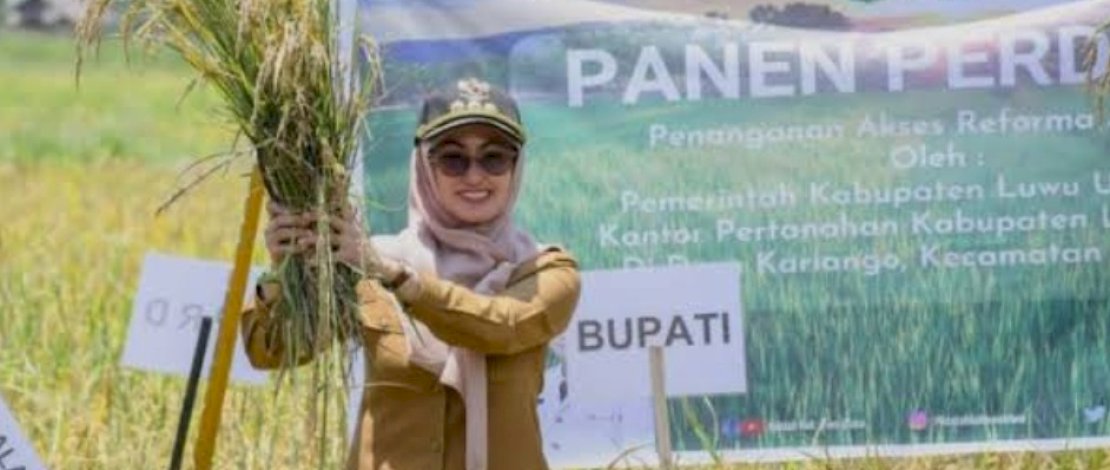 Bupati Luwu Utara, Indah Putri Indriani, saat panen raya padi, beberapa waktu lalu.
