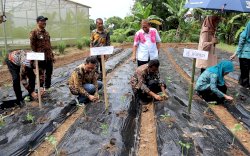 Pj. Bupati Takalar bersama Pj. Ketua TP. PKK Canangkan Gerakan Tanam Cabe dan Sayuran di Pekarangan Rumah Warga