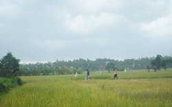 BPS Sebut Pertanian Sektor Paling Dominan Pada Pertumbuhan Ekonomi di Triwulan I 2023