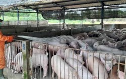 Kementan Upayakan Sistem Sub Kompartemen untuk Buka Kembali Ekspor Ternak Babi ke Singapura