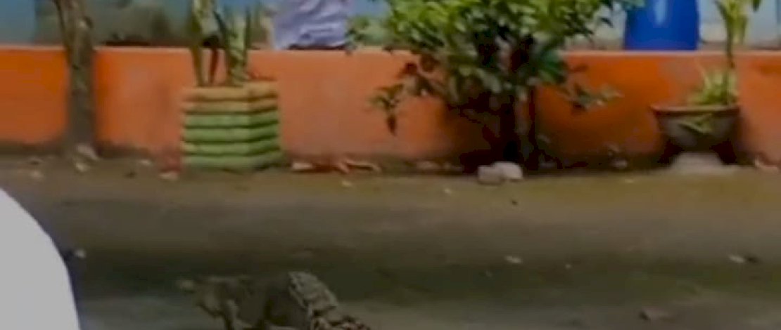 Seekor buaya masuk ke area SMP Angkasa Lanud Hasanuddin, Kabupaten Maros.