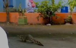 Heboh Seekor Buaya Masuk ke Sekolah di Maros, Siswa Malah Rekam Video